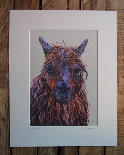 Hyacinth - 8" x 10" Llama Limited Edition Print
