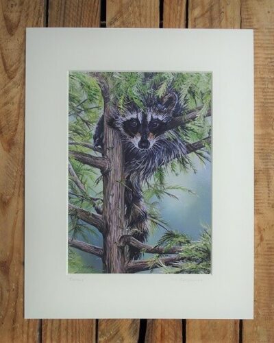 bandit raccoon limited
